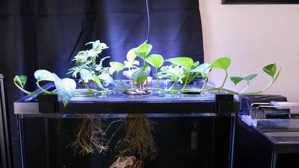 null 鱼菜共生系统,养鱼种菜俩不误,绿色且有生机