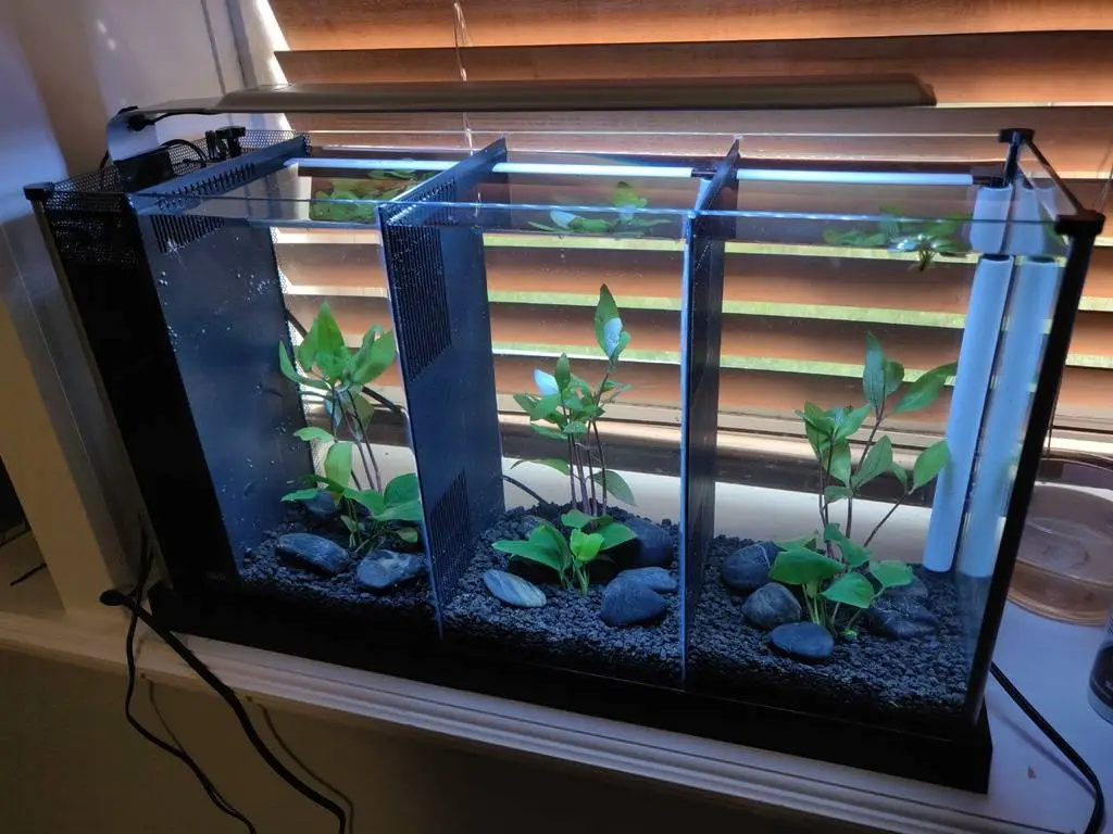 null 鱼菜共生系统,养鱼种菜俩不误,绿色且有生机