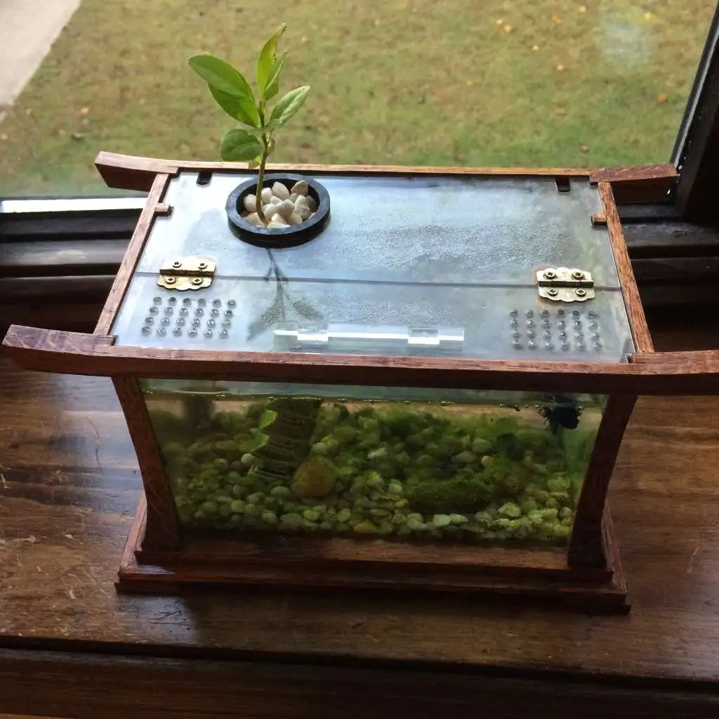 null 鱼菜共生系统,养鱼种菜俩不误,绿色且有生机