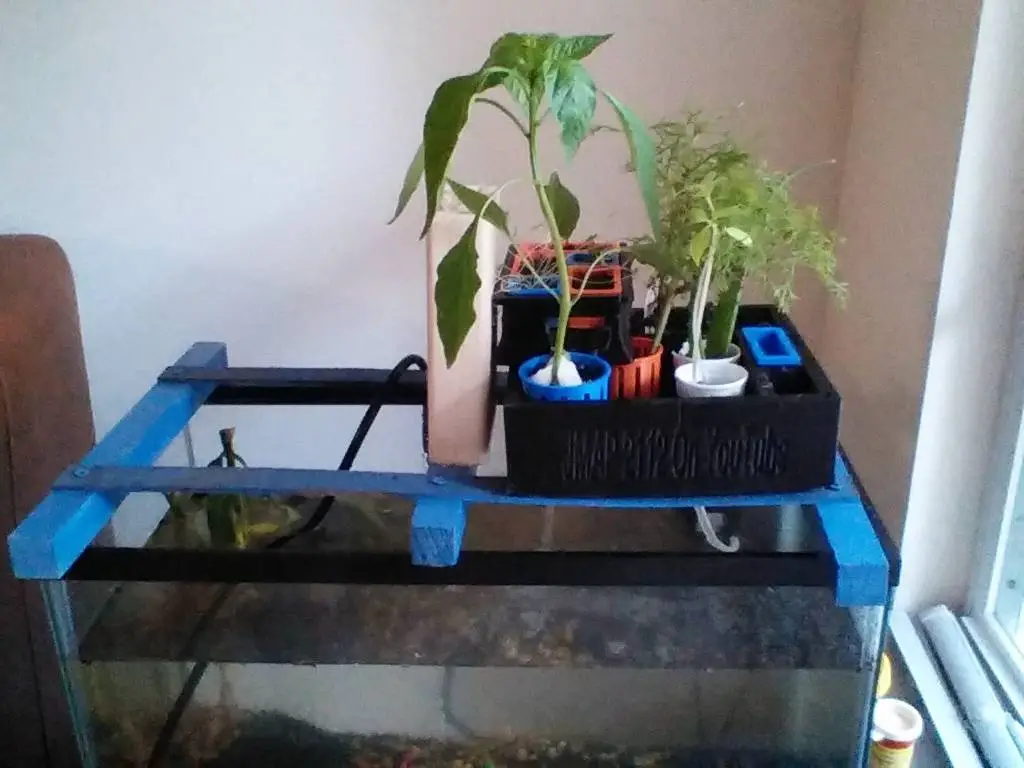 null 鱼菜共生系统,养鱼种菜俩不误,绿色且有生机