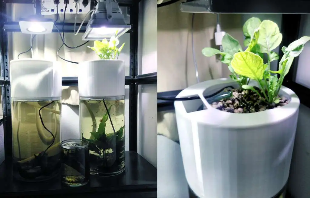 null 鱼菜共生系统,养鱼种菜俩不误,绿色且有生机