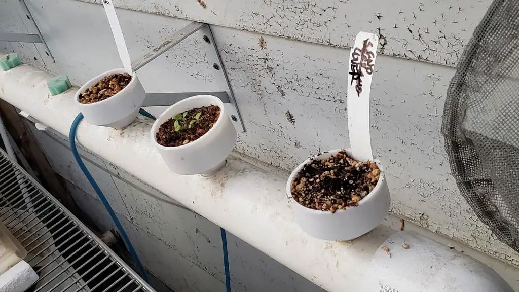 null 鱼菜共生系统,养鱼种菜俩不误,绿色且有生机