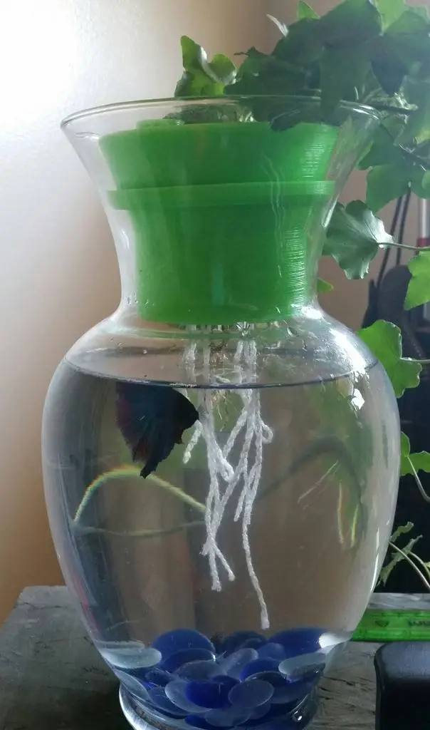 null 鱼菜共生系统,养鱼种菜俩不误,绿色且有生机