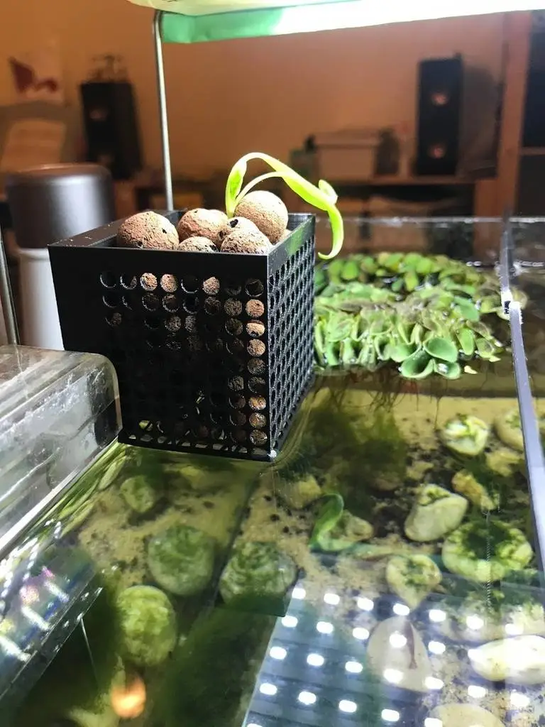 null 鱼菜共生系统,养鱼种菜俩不误,绿色且有生机